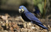 /album/dobrevs-aviary/hyacinth-macaw-jpg/